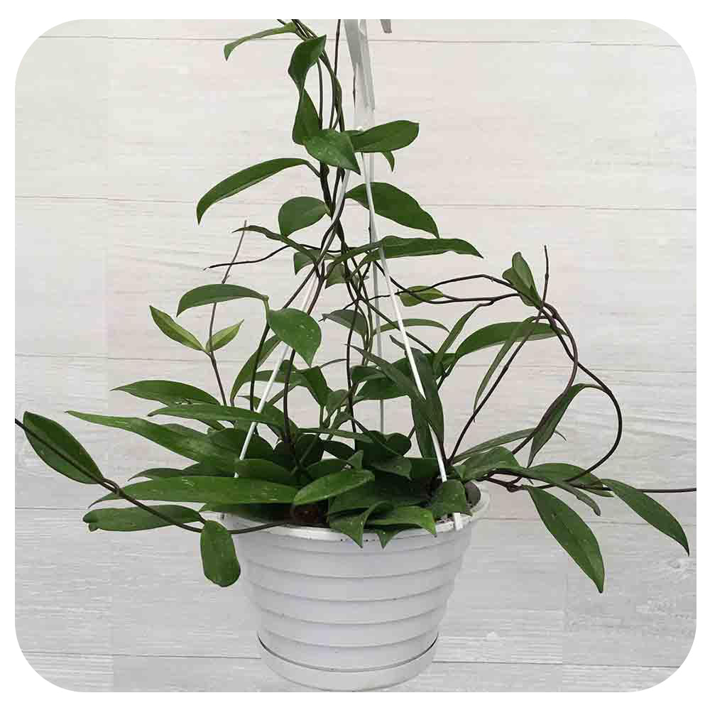 Hoya Pubicalyx Speckled Hanging Basket