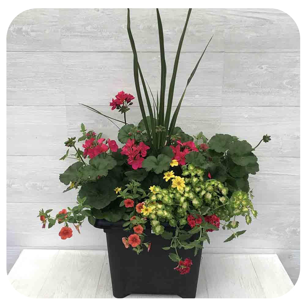 Sun arrangement Square3