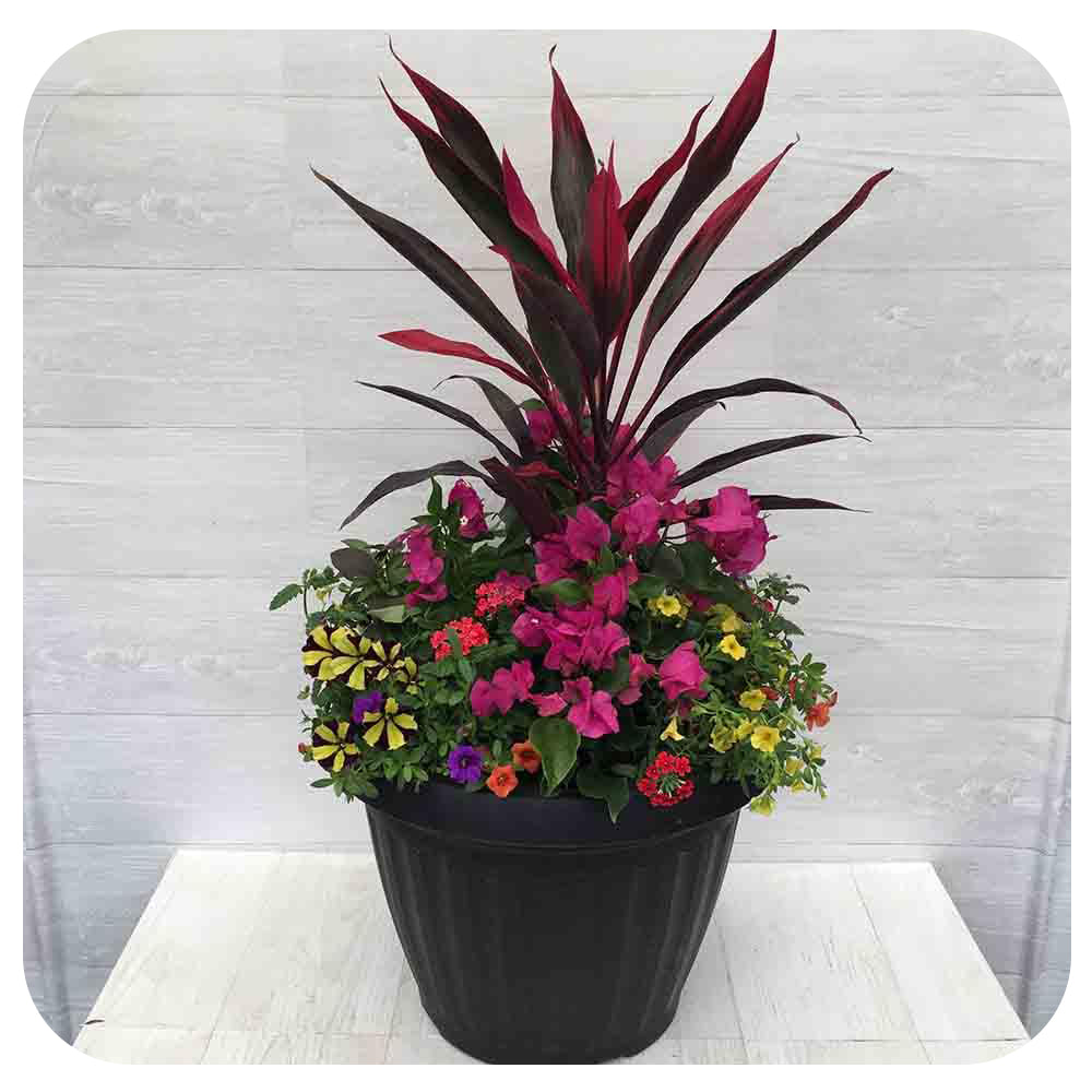 Sun arrangement Mega 1