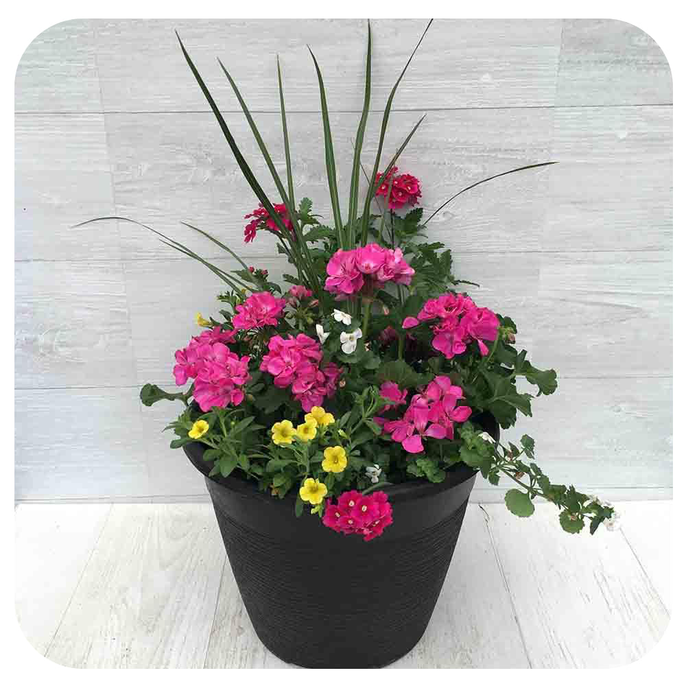 Sun arrangement round 7