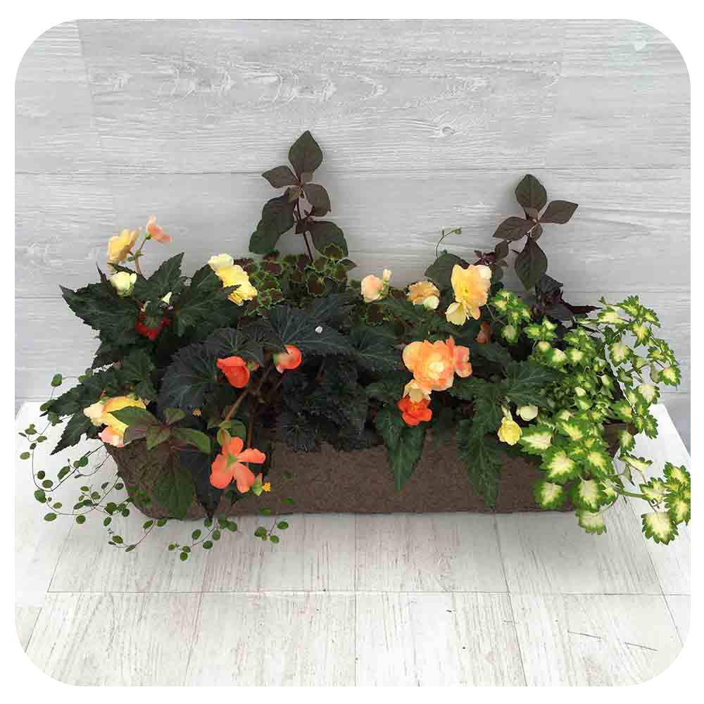 Window Box - Shade Mix with Wizard Jade Coleus