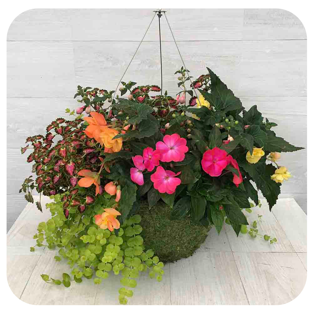 Moss Hanging Basket Shade 1