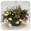 Moss Hanging Basket Shade - white mix