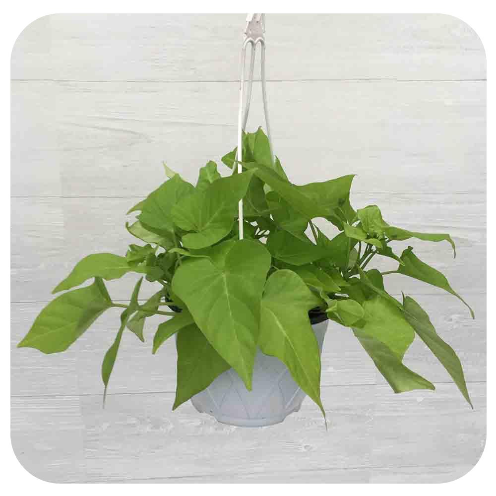 Sweet Potato Vine (Ipomoea)