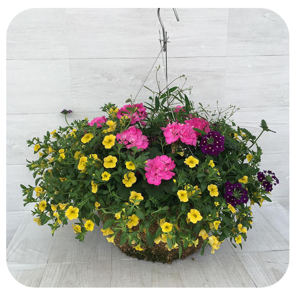 Moss Hanging Basket Sun 4