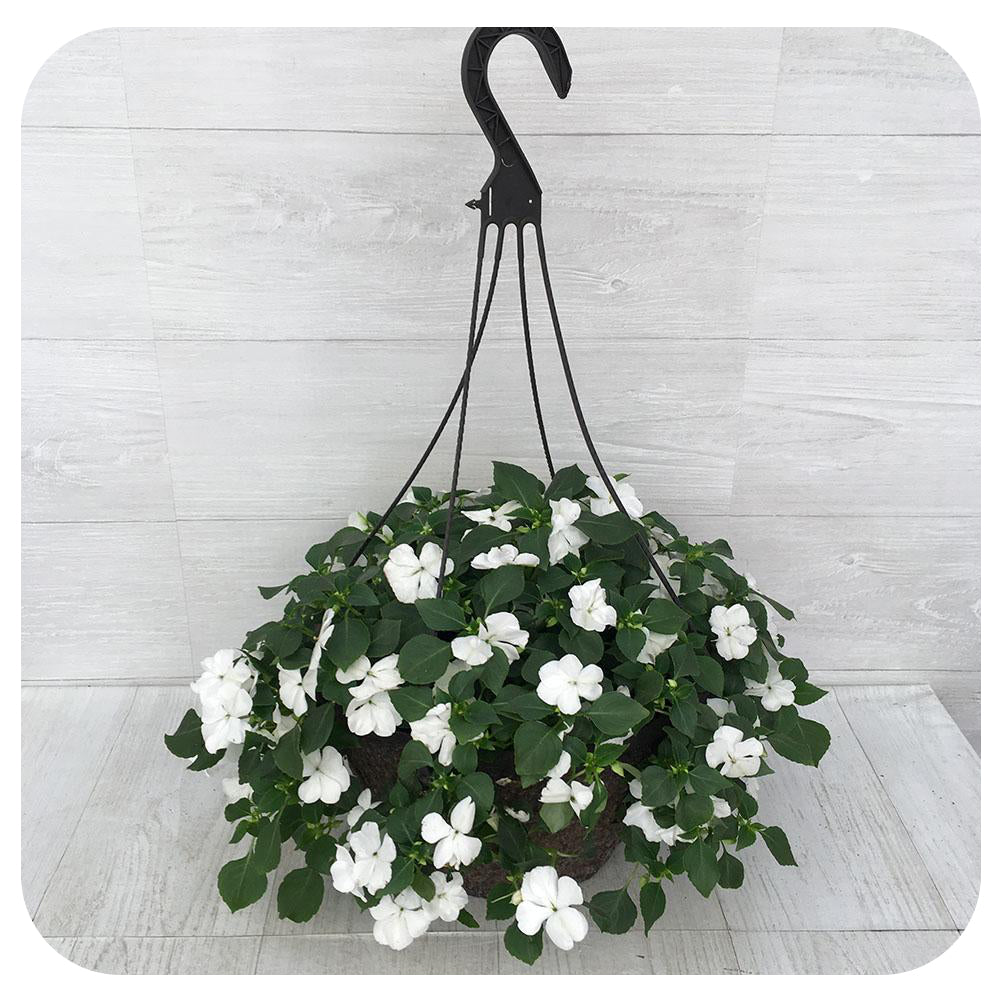 hanging impatiens plants Shade Impatiens Hanging Basket