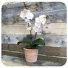 Mini Orchid - White w. Pink Double (Phalaenopsis)