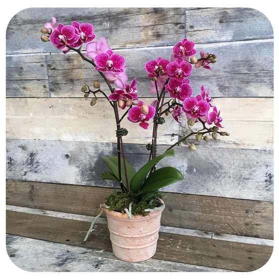 Mini Orchid - Speckled Purple Double (Phalaenopsis)