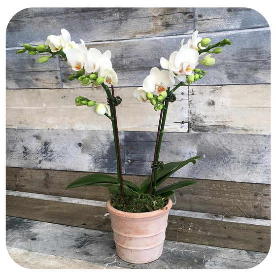Orchid - White Double (Phalaenopsis)