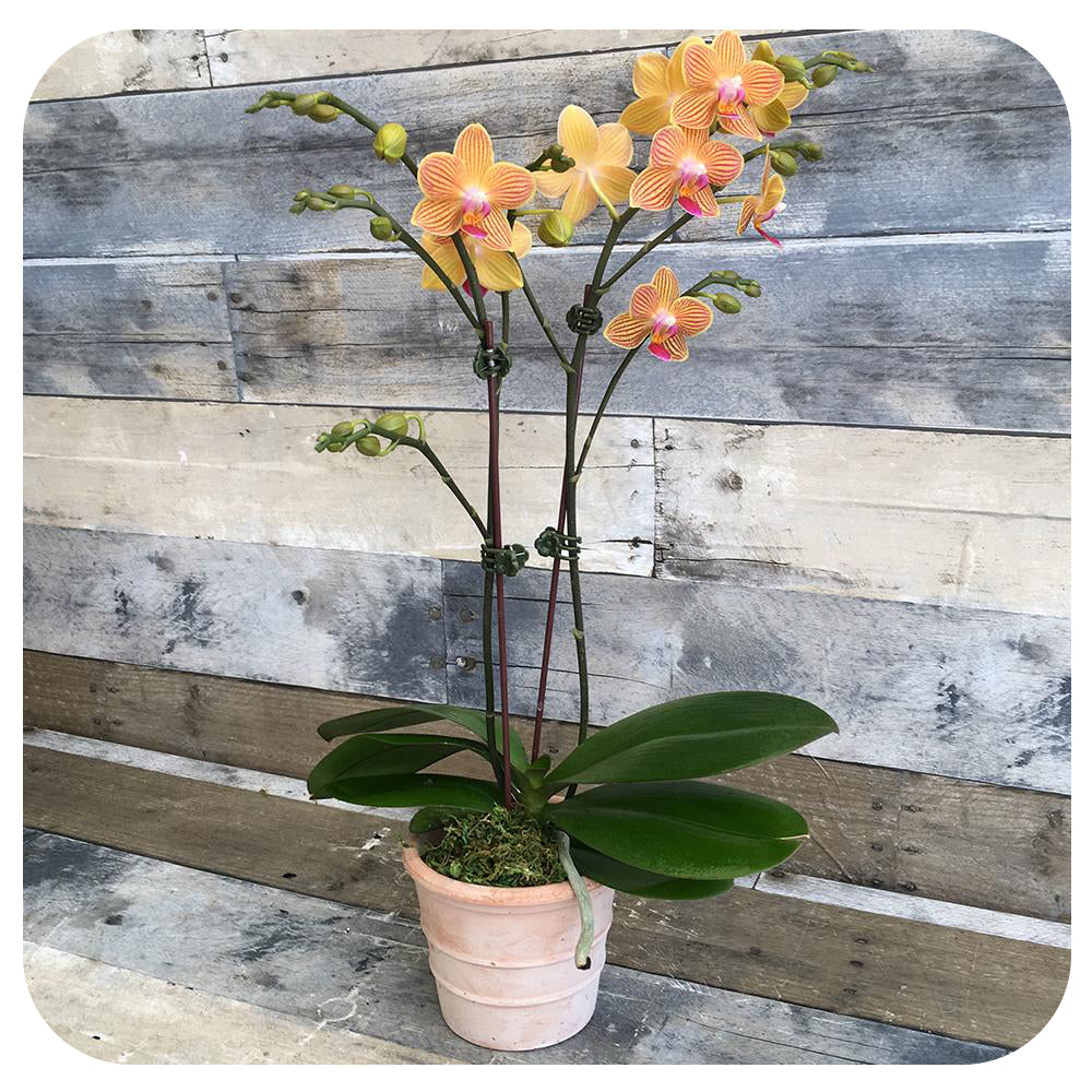 Orchid - Orange w. Purple Double (Phalaenopsis)