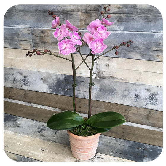 Mini Orchid - Pink w. Purple Double (Phalaenopsis)