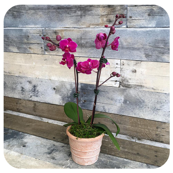 Orchid - Purple Double (Phalaenopsis)