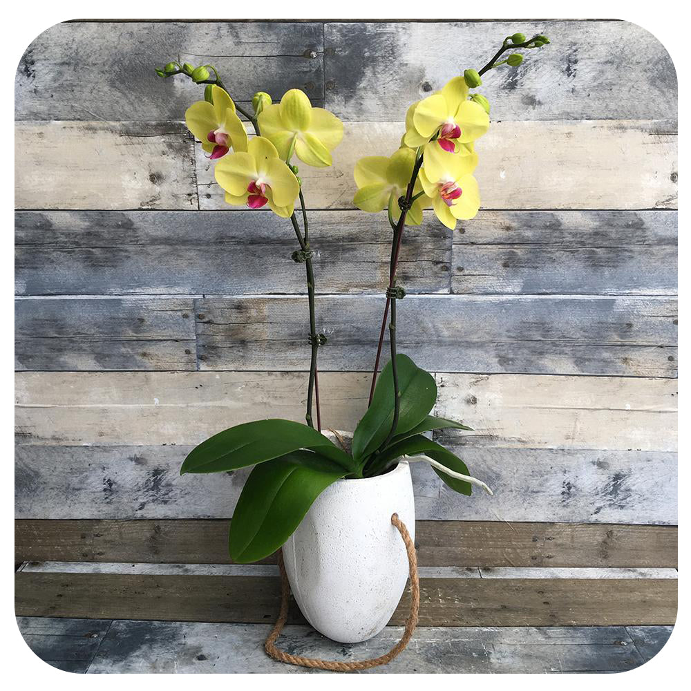 Orchid - Yellow w. Purple Double (Phalaenopsis)