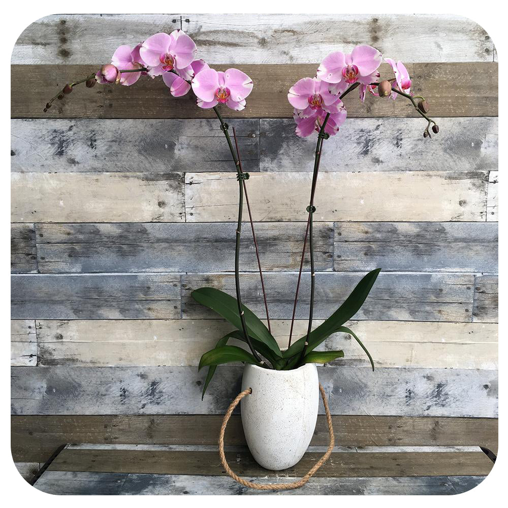 Orchid - Pink w. Purple Double (Phalaenopsis)