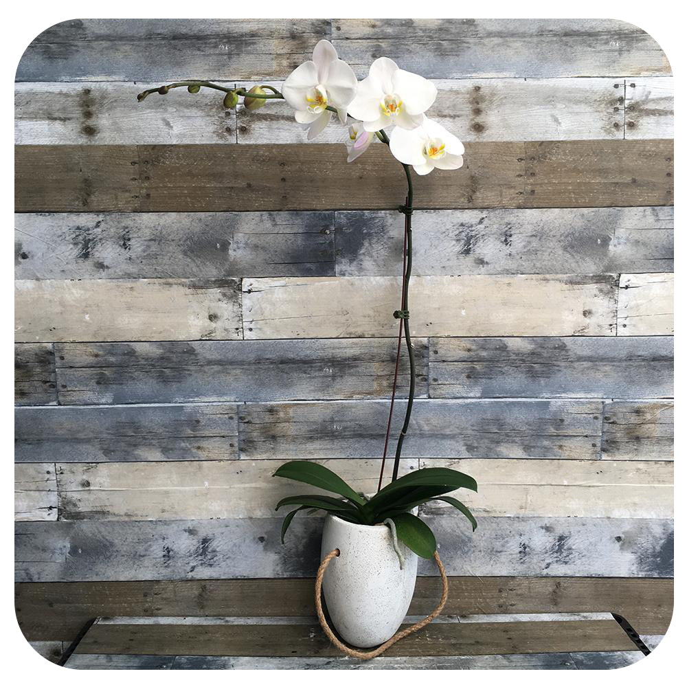 Orchid - White Single (Phalaenopsis)