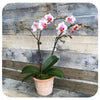 Mini Orchid - White and Pink Double (Phalaenopsis)