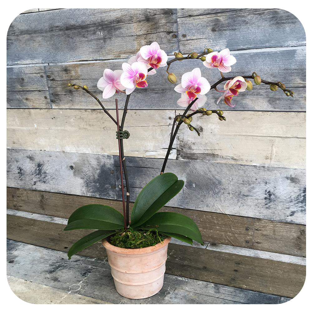 Mini Orchid - White and Pink Double (Phalaenopsis)