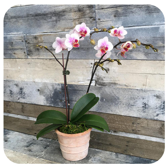Mini Orchid - White and Pink Double (Phalaenopsis)
