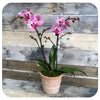 Mini Orchid -Spotted Pink Double (Phalaenopsis)