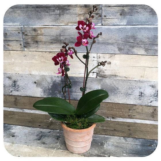 Orchid - Deep Purple Double (Phalaenopsis)