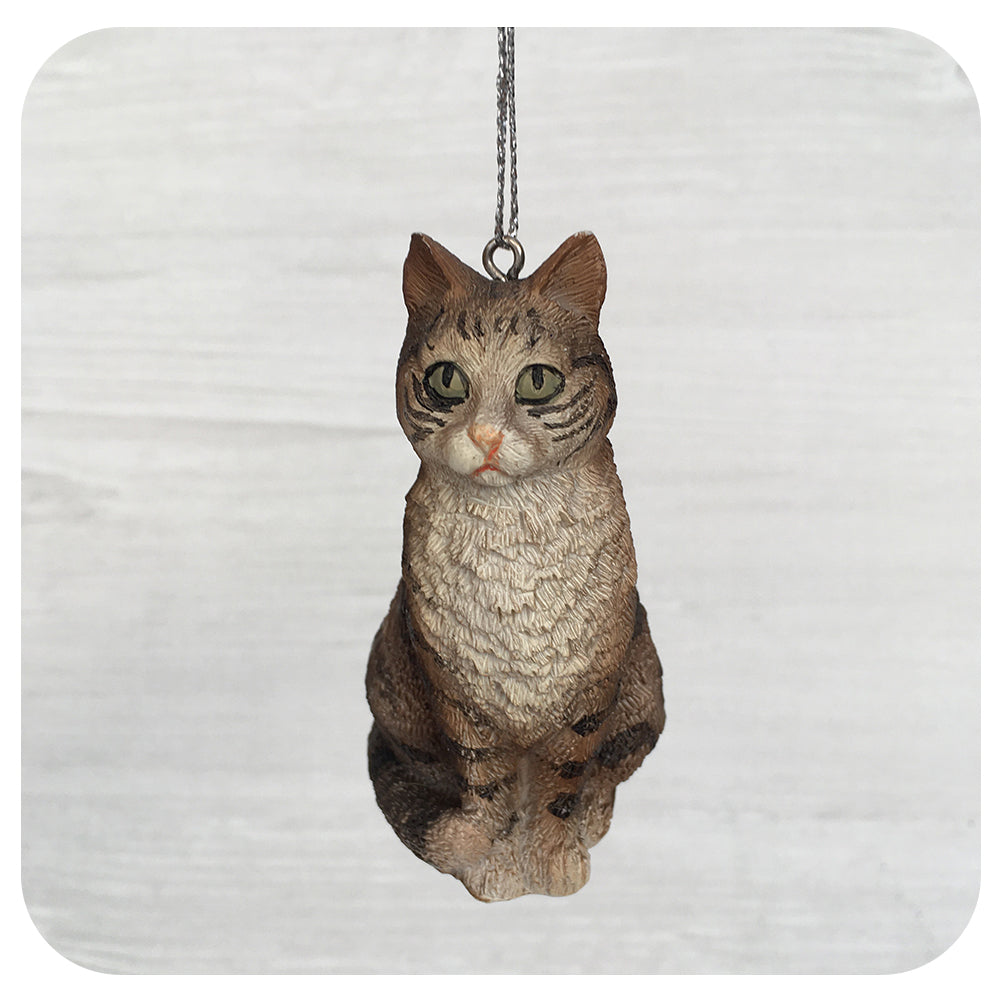 Striped Cat Collection