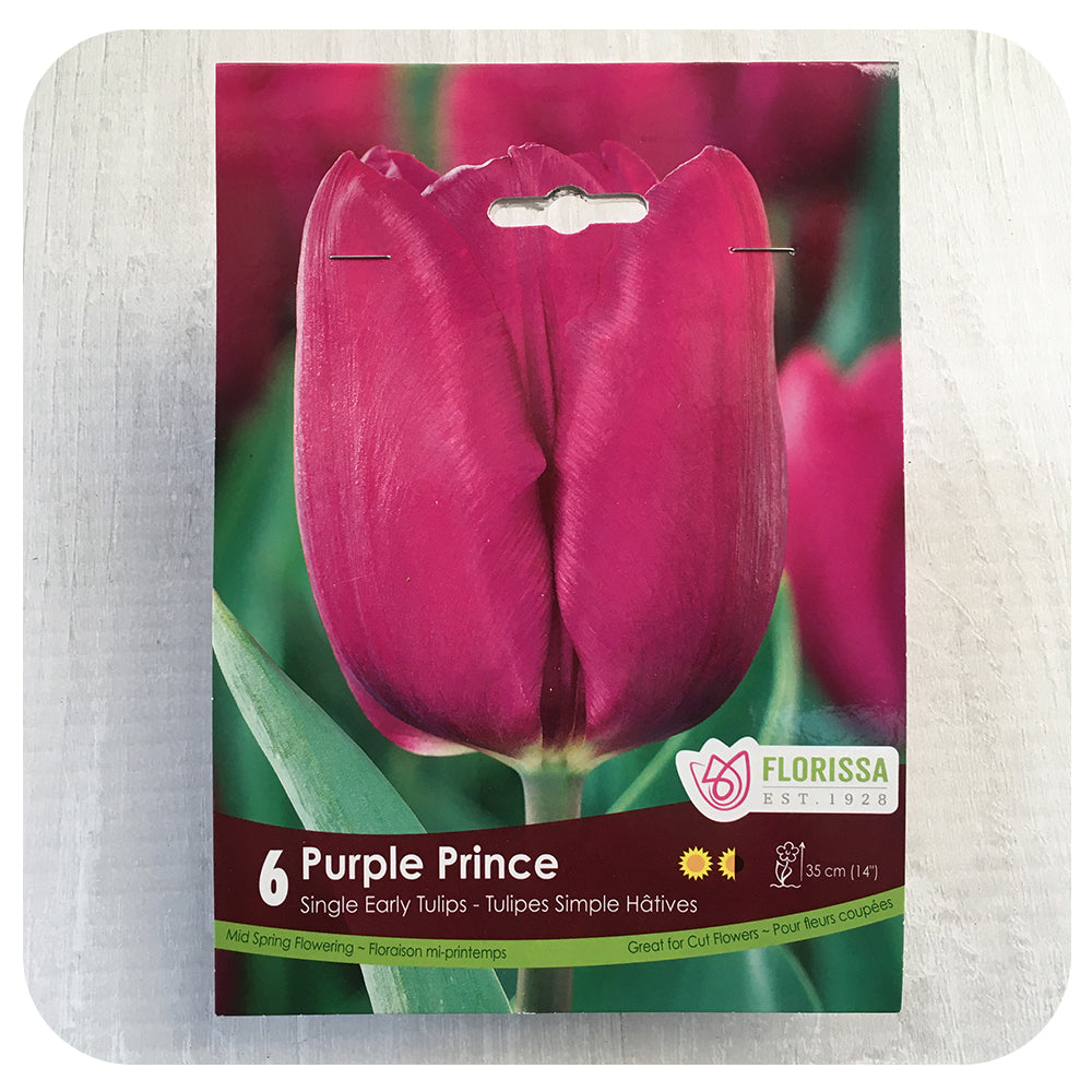 Tulip 'Purple Prince'