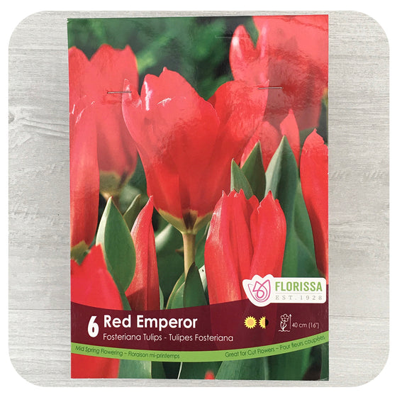 Tulip 'Red Emperor'