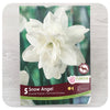Daffodil 'Snow Angel' (Narcissus)
