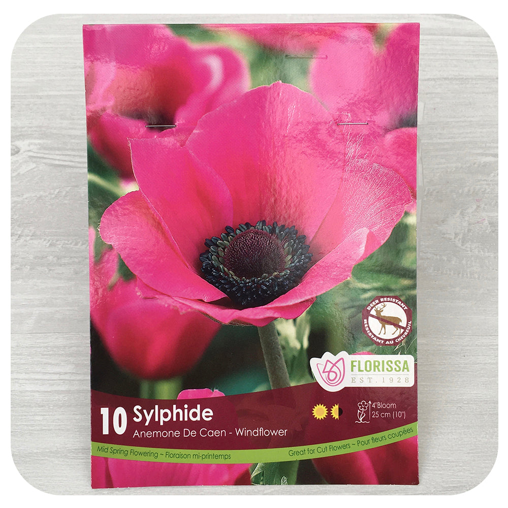 Anemone De Caen 'Sylphide'