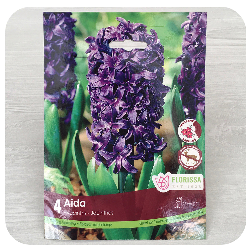 Hyacinth 'Aida'