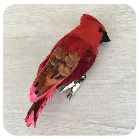 Cardinal with Pink Accent