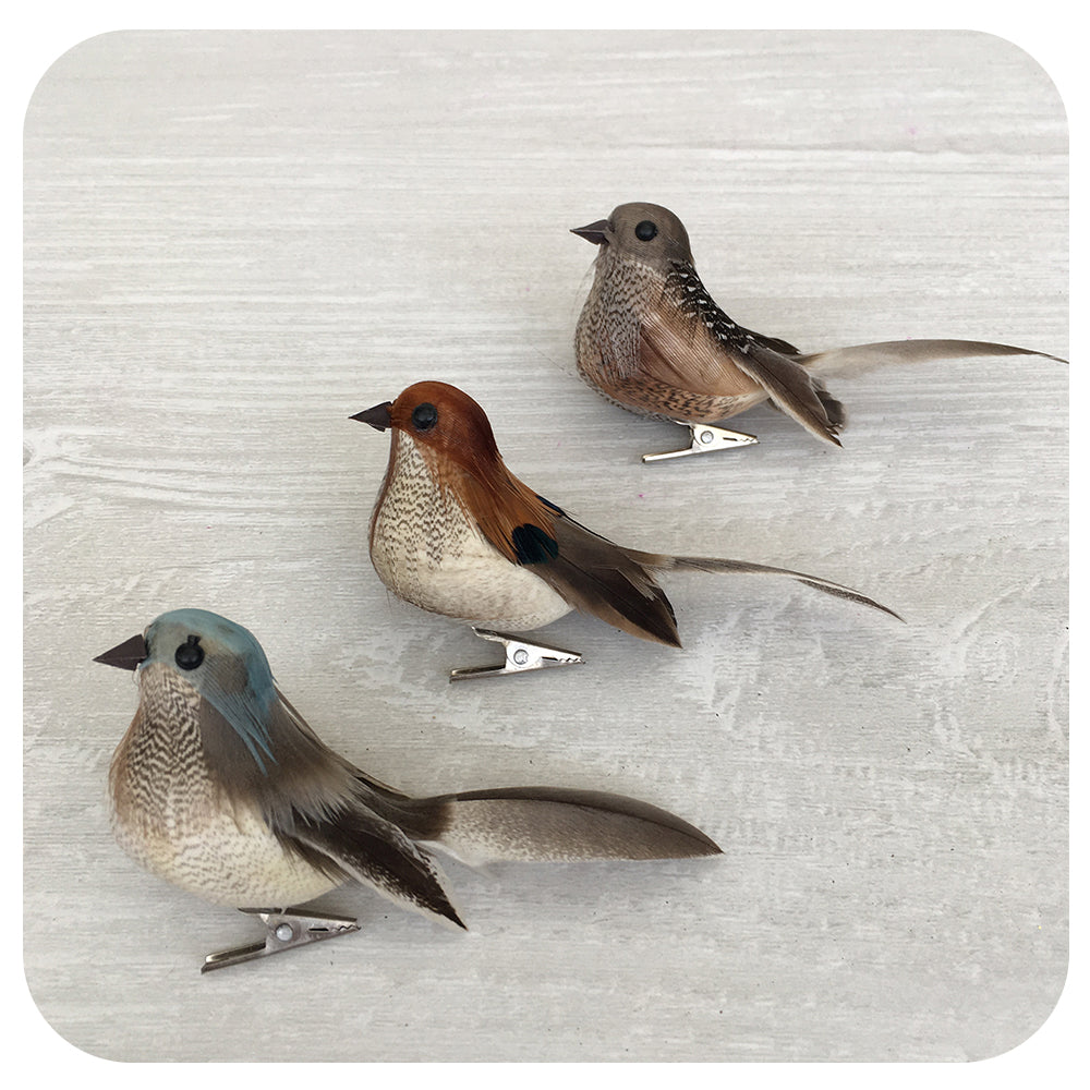 Little Birdy Clip Collection