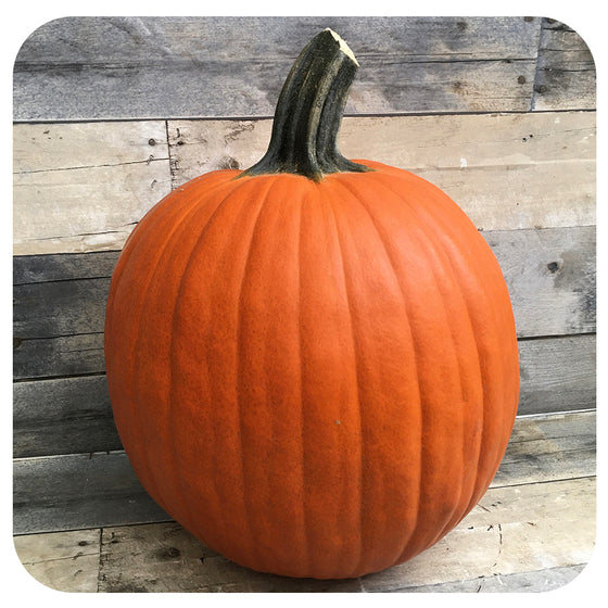 Pumpkin 'New England Pie' (Organic)