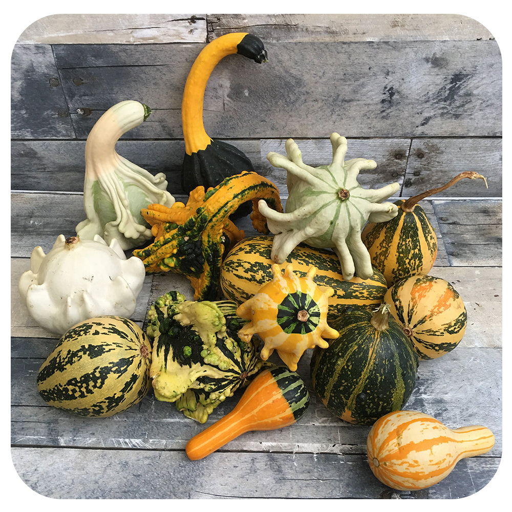 Gourds