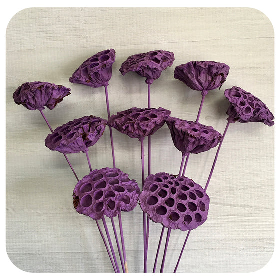 Lotus - Purple