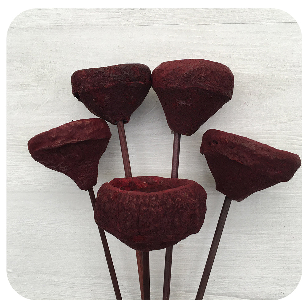 Chapeuzinho Pod Bunch