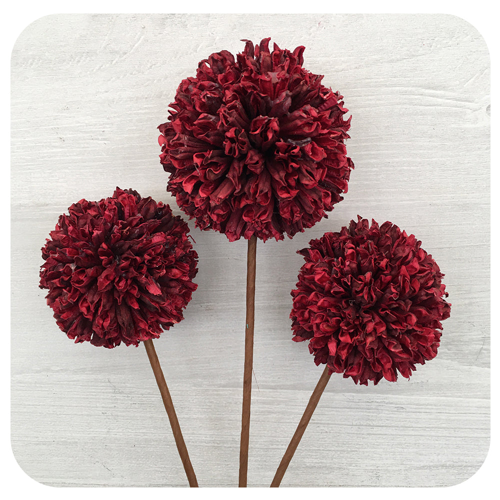 Allium Flower - Burgundy
