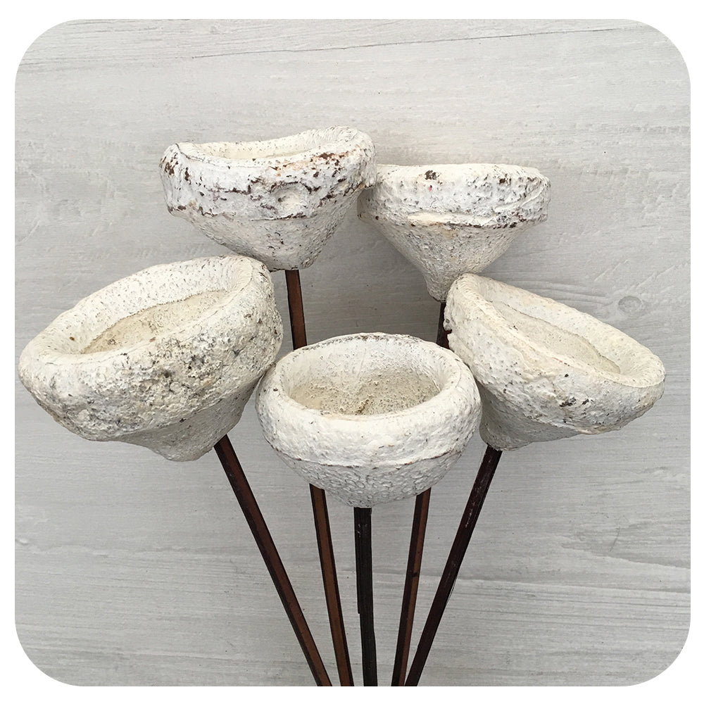 Chapeuzinho Pod Bunch