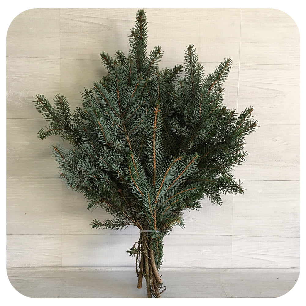 Blue Spruce