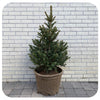 Potted Serbian Spruce