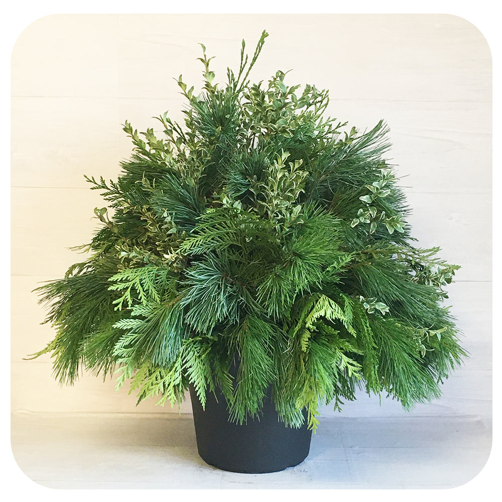 Urn - Green Mix Oregonia