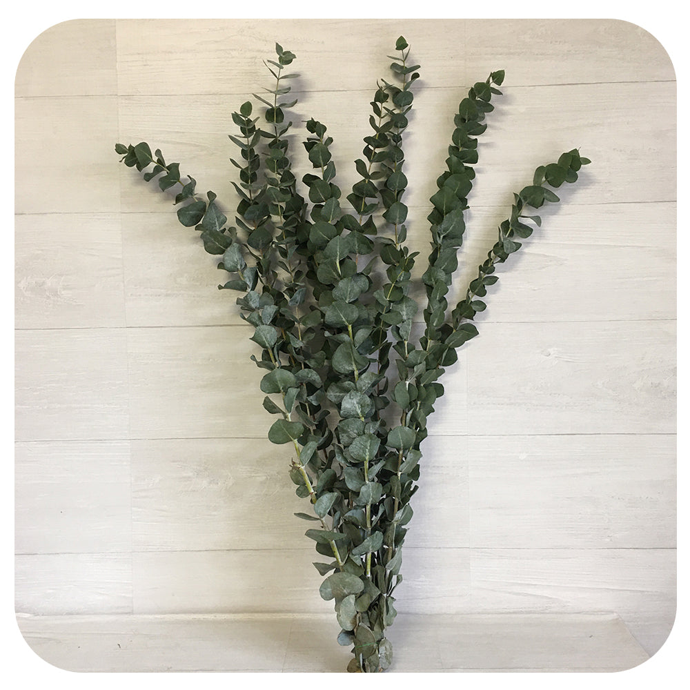 Eucalyptus - Baby Blue