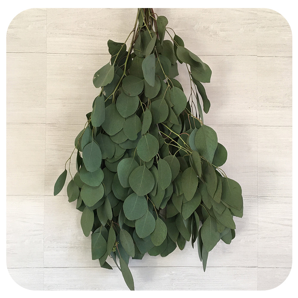 Eucalyptus - Silver Dollar