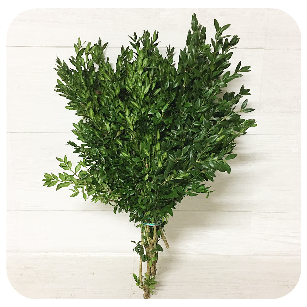 Boxwood Small Leaf