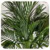 Cat Palm (Chamaedorea cataractarum)