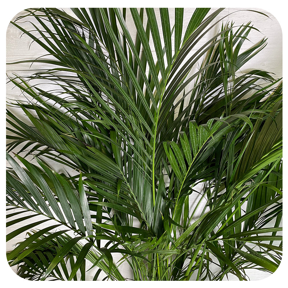 cat palm name Cat Palm (Chamaedorea cataractarum)