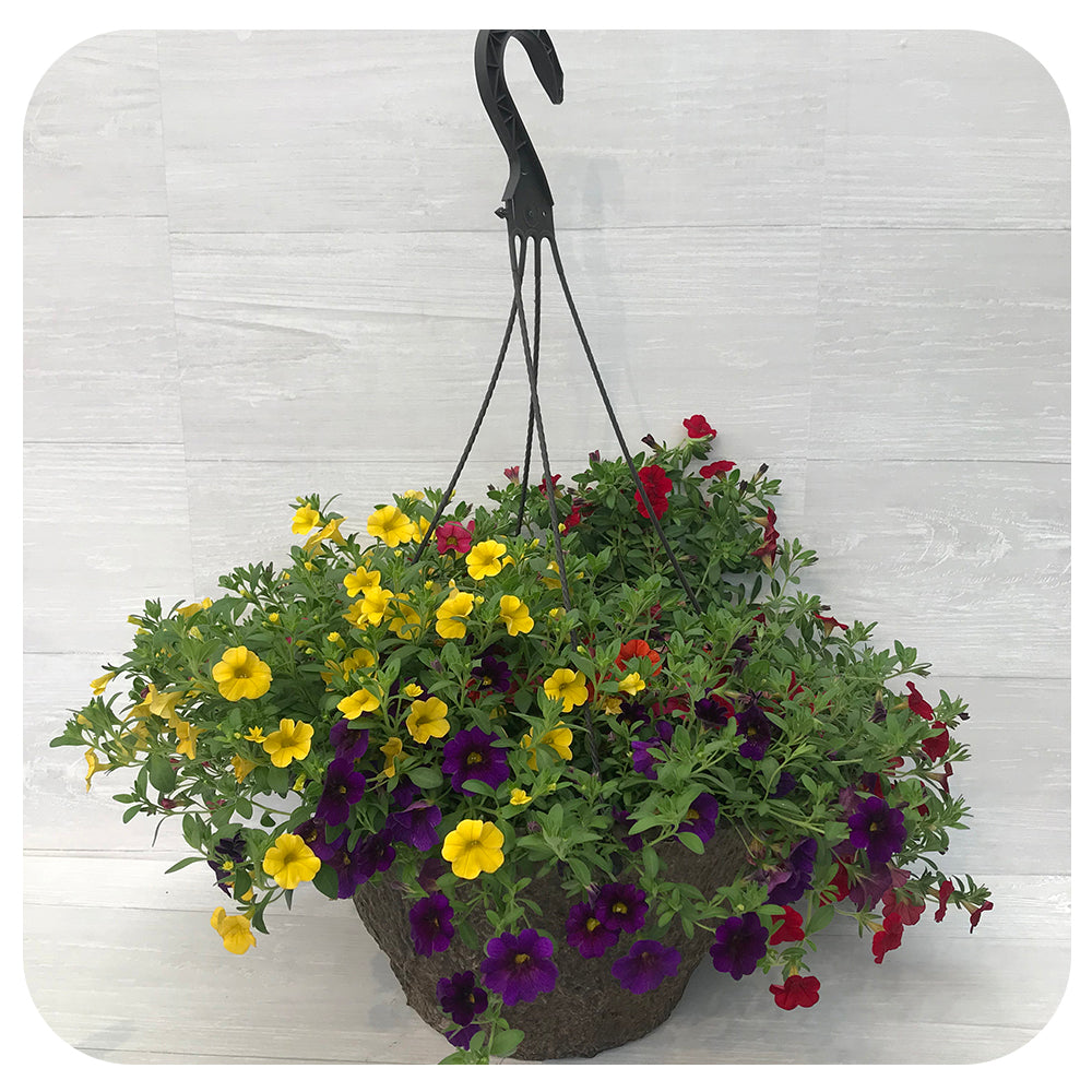 Hanging Basket Sun - Calibrachoa Yellow Blue Yellow Orange Mix