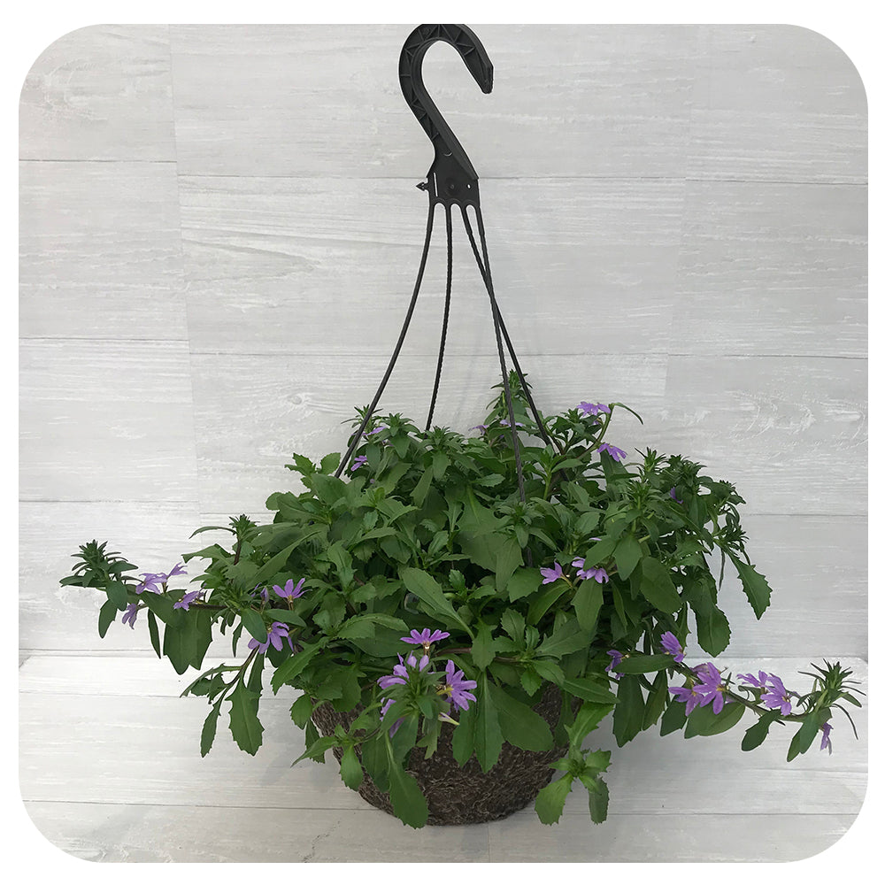 Hanging Basket Sun - Scaevola