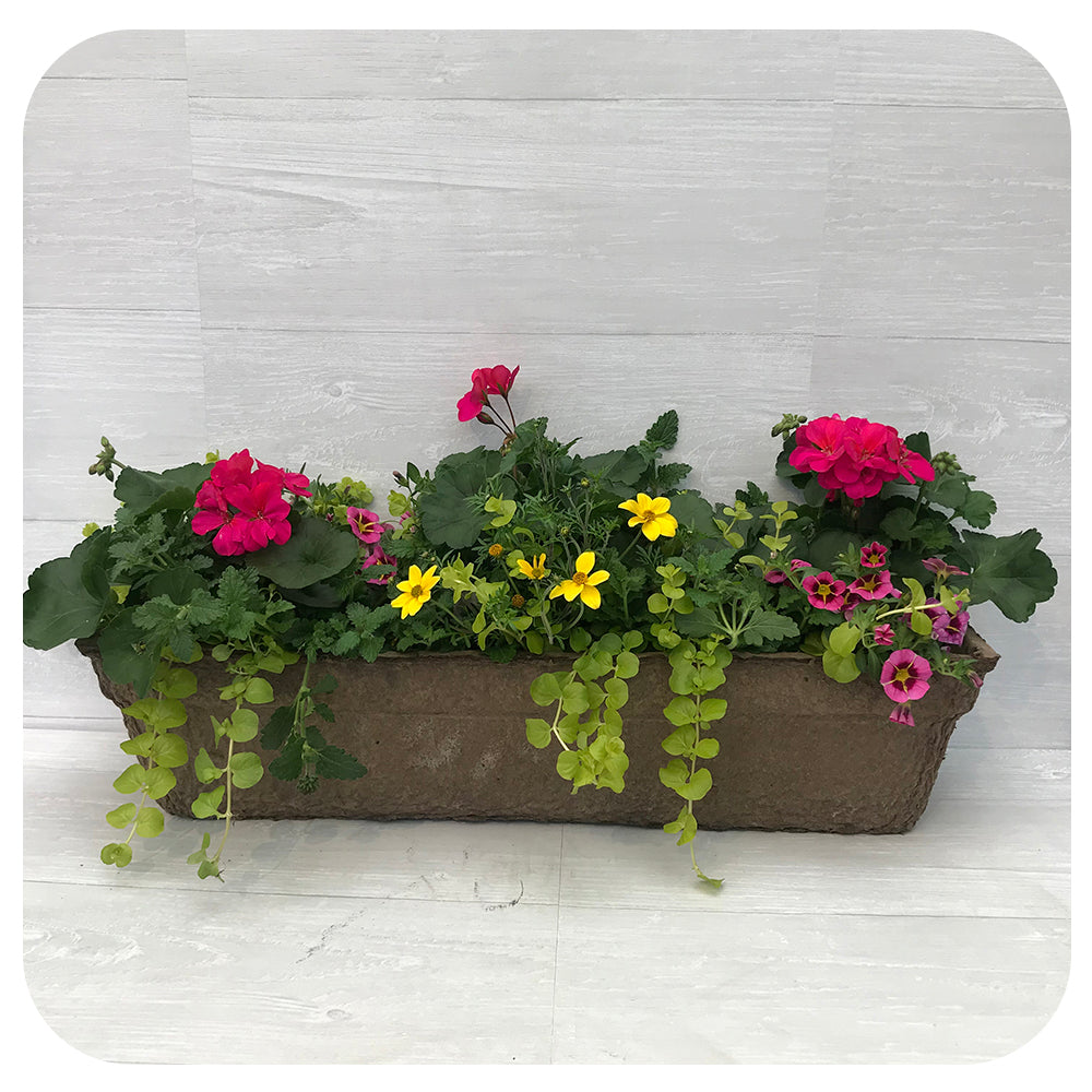 Window Box Sun -Magenta with Creeping Jenny and Yellow Bidens