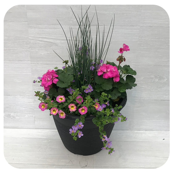 Sun arrangement round - Pink with Blue Bacopa